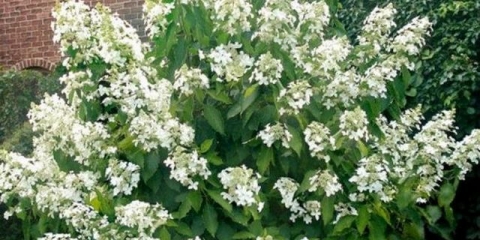 Hydrangea levan paniculata - opis, sadnja i njega